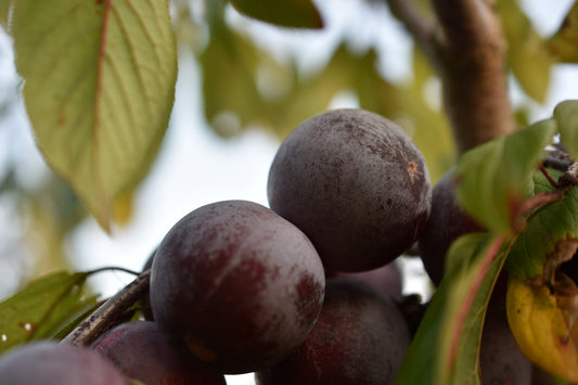 Prunier Européen (Prunus domestica) - Zone 5