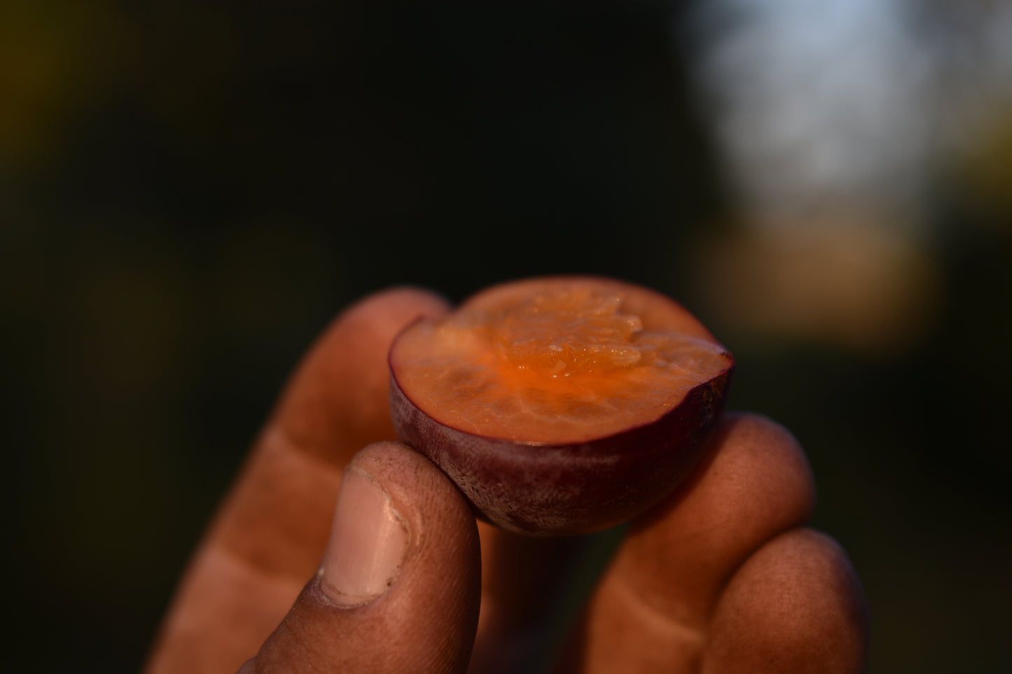 Prunier Européen (Prunus domestica) - Zone 5