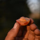 Prunier Américain (Prunus Americana) - Zone 3