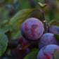 Prunier Européen (Prunus domestica) - Zone 5