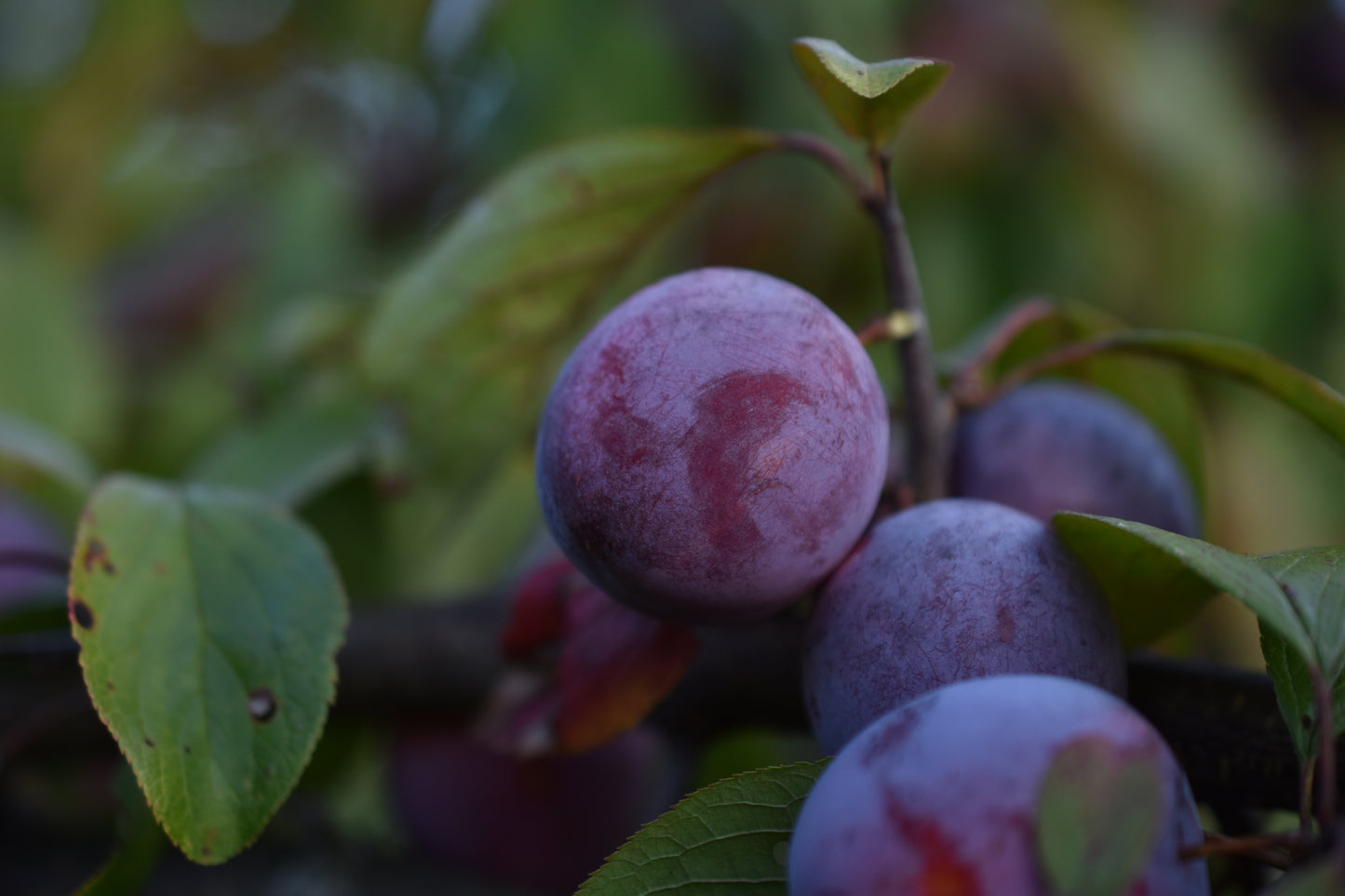 Prunier Européen (Prunus domestica) - Zone 5