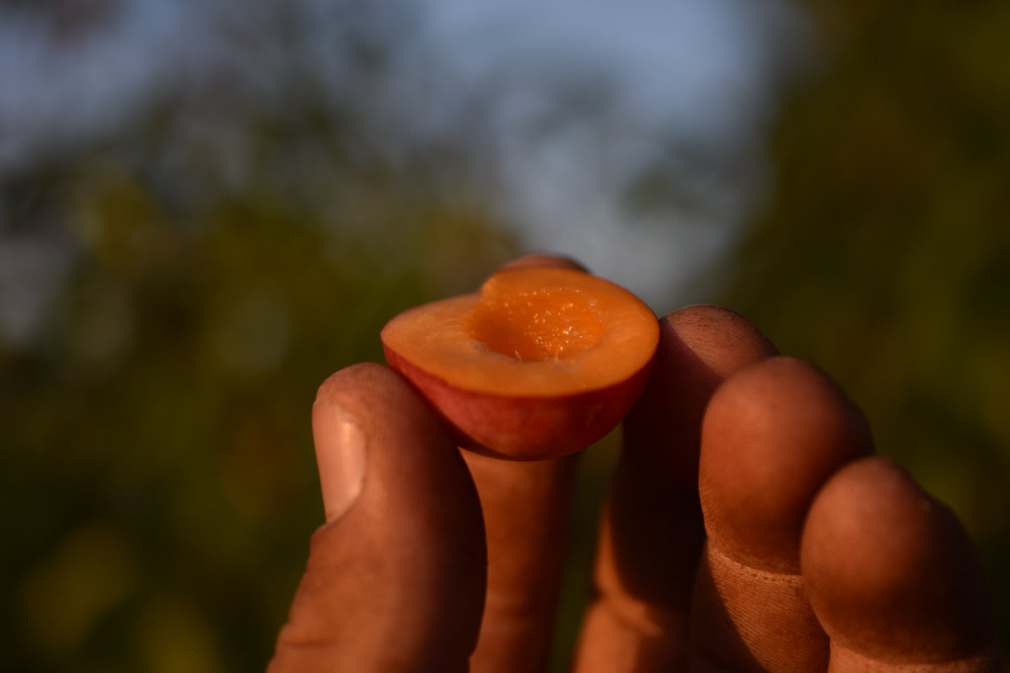 Prunier Américain (Prunus Americana) - Zone 3
