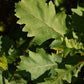 Chêne Bicolore (Quercus bicolor) - Zone 4