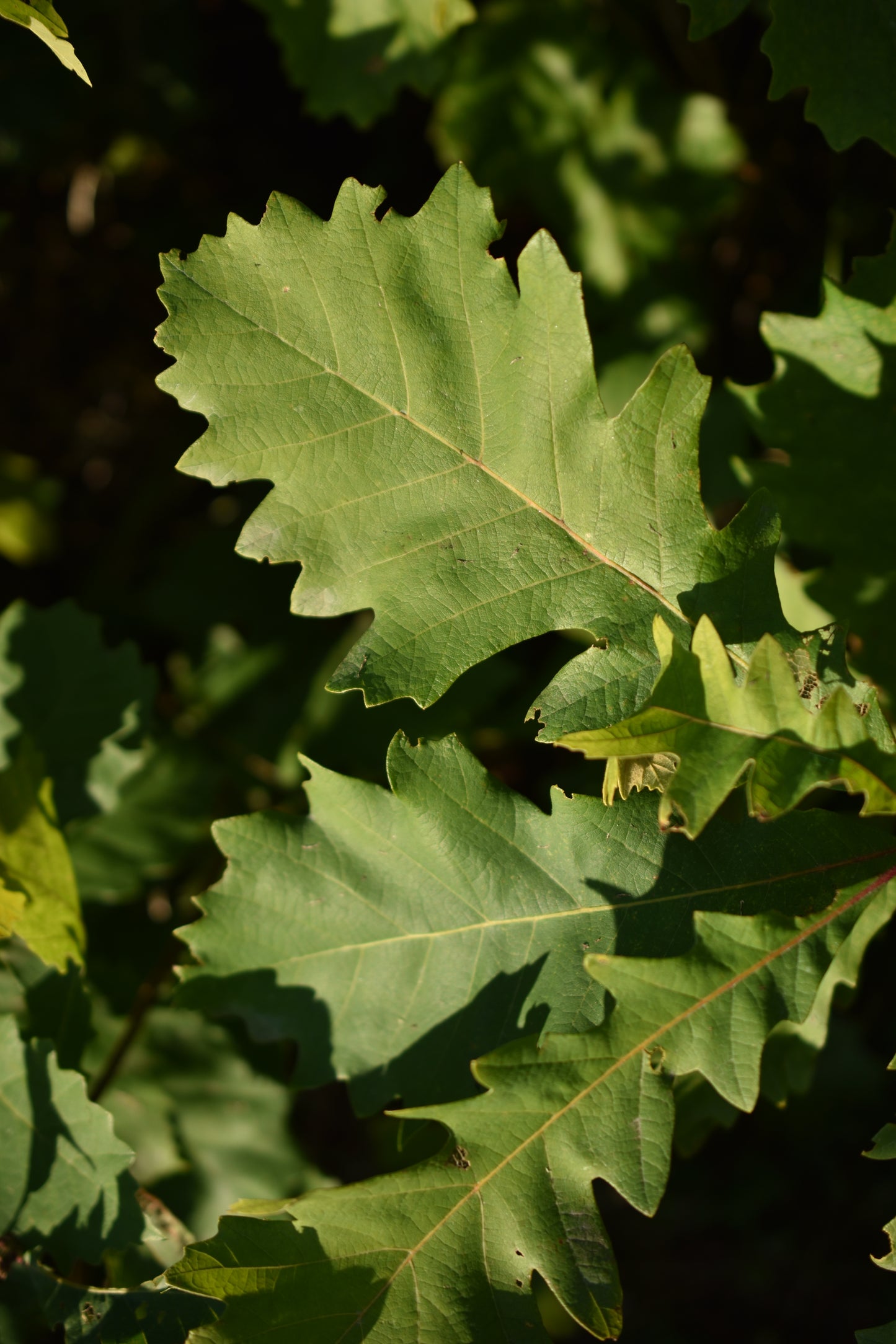 Chêne Bicolore (Quercus bicolor) - Zone 4