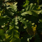 Chêne Bicolore (Quercus bicolor) - Zone 4