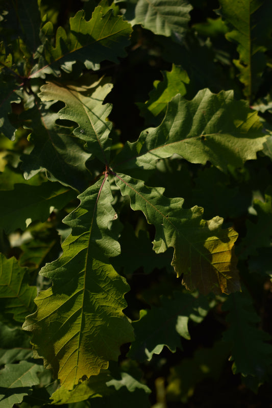 Chêne Bicolore (Quercus bicolor) - Zone 4