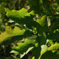Chêne Rouge (Quercus rubra) - Zone 3b
