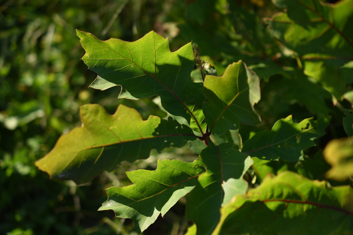 Chêne Rouge (Quercus rubra) - Zone 3b