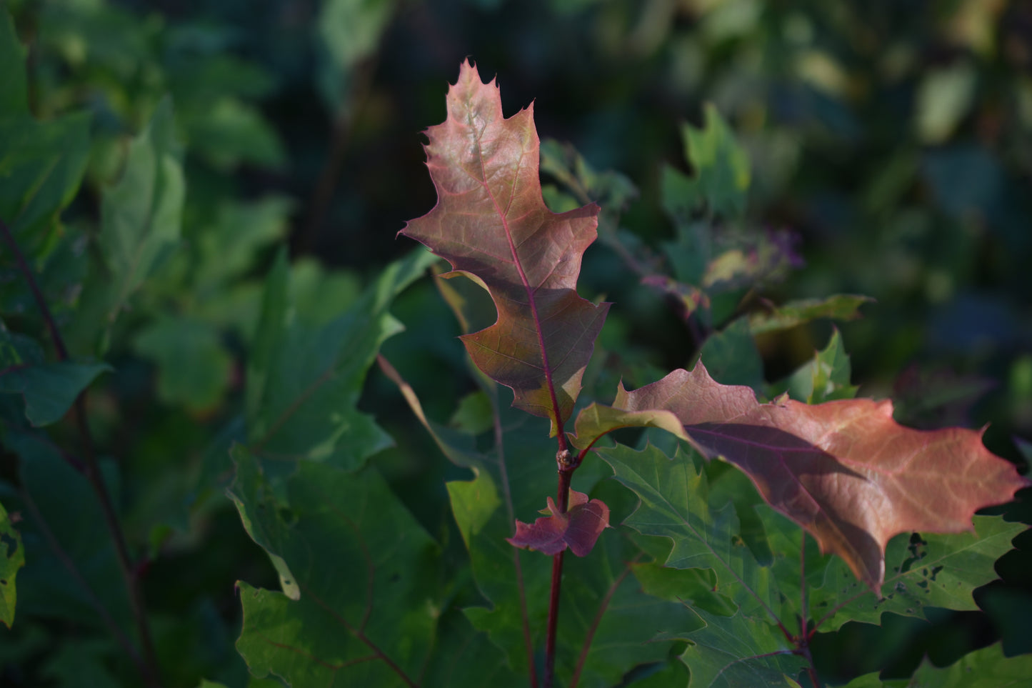 Chêne Rouge (Quercus rubra) - Zone 3b