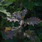 Chêne Rouge (Quercus rubra) - Zone 3b
