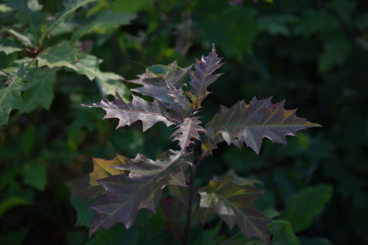 Chêne Rouge (Quercus rubra) - Zone 3b