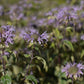 Wild bergamot (Monarda fistulosa) - Zone 4