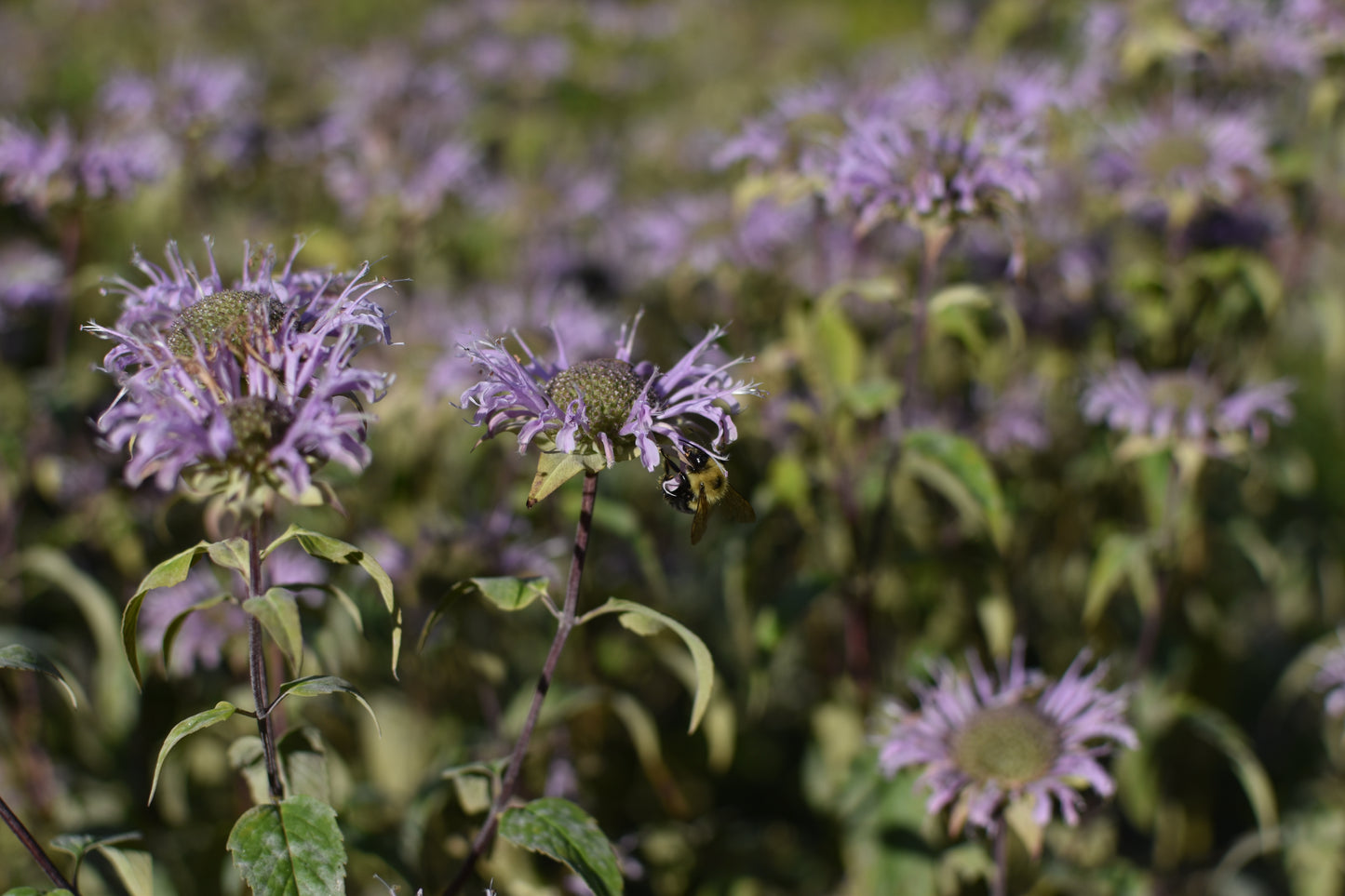 Wild bergamot (Monarda fistulosa) - Zone 4