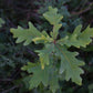 Chêne Blanc (Quercus alba) - Zone 4