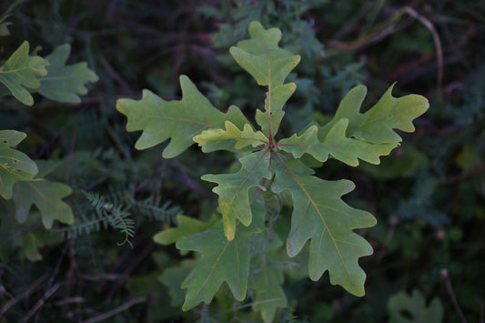 Chêne Blanc (Quercus alba) - Zone 4