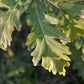 Chêne Blanc (Quercus alba) - Zone 4