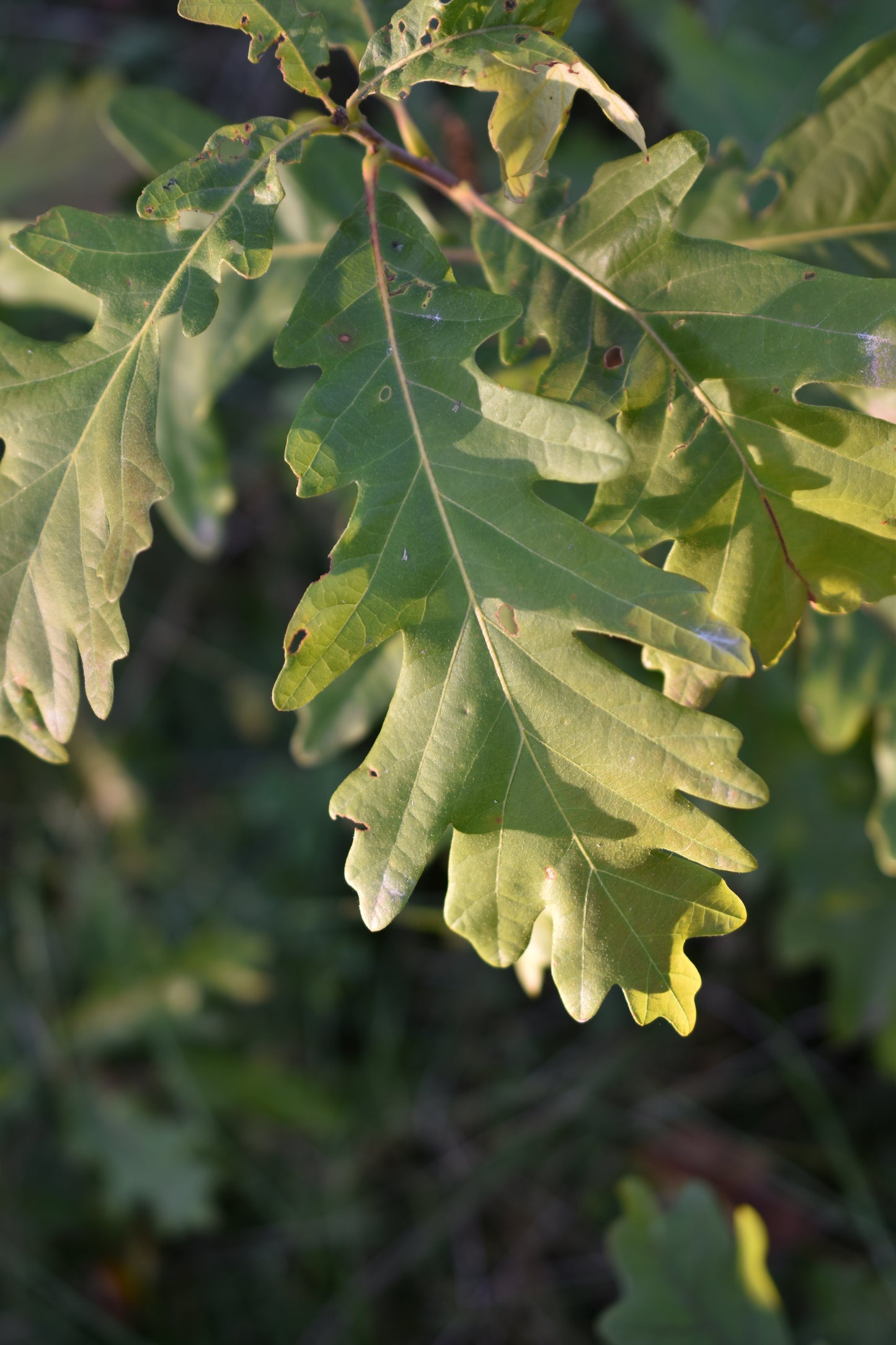 Chêne Blanc (Quercus alba) - Zone 4