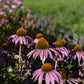 Échinacée Pourpre (Echinacea purpurea) - Zone 3