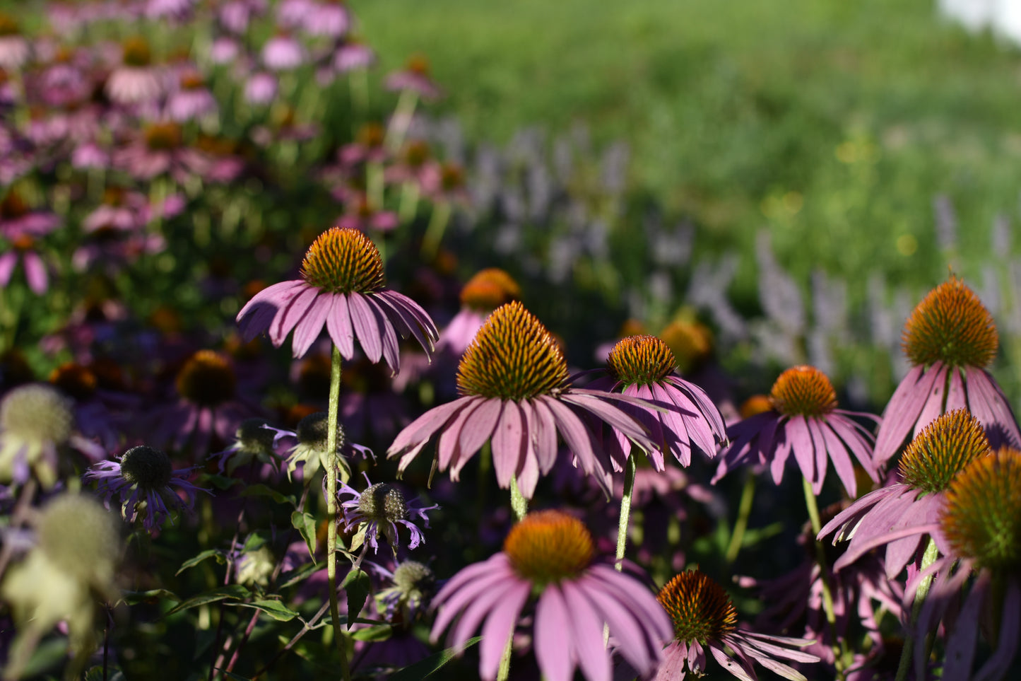 Échinacée Pourpre (Echinacea purpurea) - Zone 3