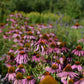 Échinacée Pourpre (Echinacea purpurea) - Zone 3