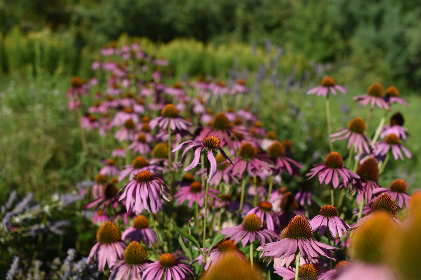 Échinacée Pourpre (Echinacea purpurea) - Zone 3