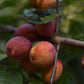 Prunier Américain (Prunus Americana) - Zone 3