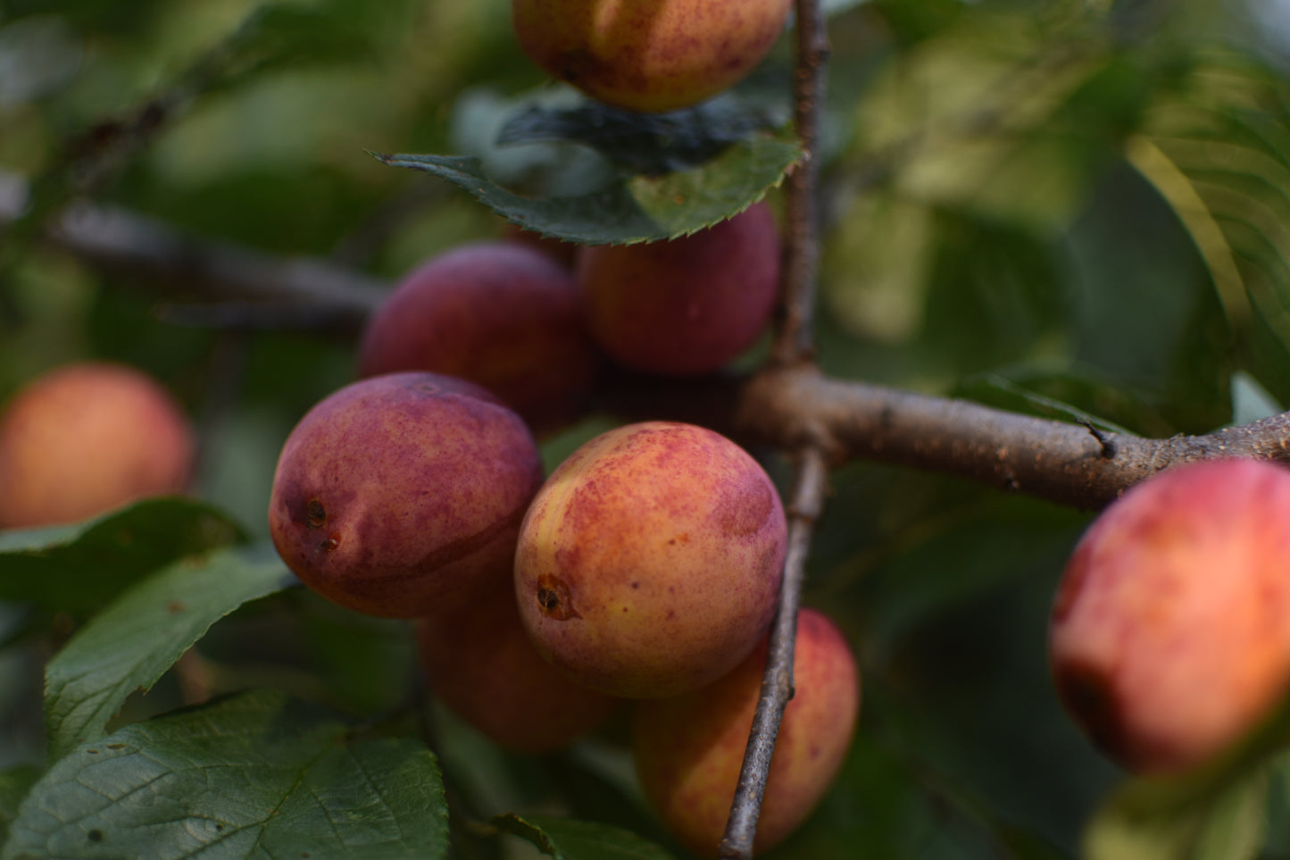 Prunier Américain (Prunus Americana) - Zone 3