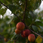 Prunier Américain (Prunus Americana) - Zone 3