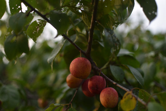 Prunier Américain (Prunus Americana) - Zone 3