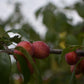 Prunier Américain (Prunus Americana) - Zone 3
