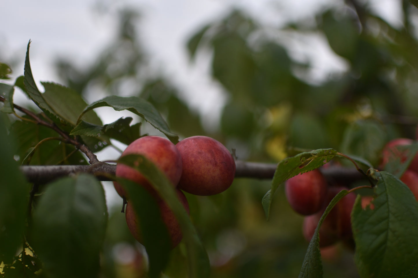 Prunier Américain (Prunus Americana) - Zone 3