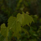 Vigne à raisin de table - Zone 3b et plus