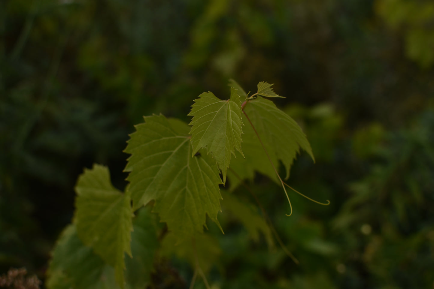 Vigne à raisin de table - Zone 3b et plus