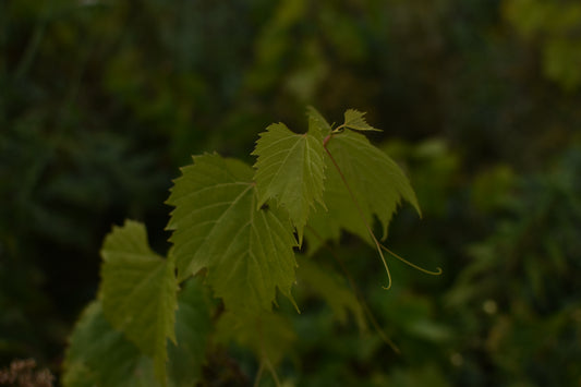 Table grape vine - Zone 3b and more