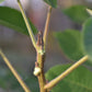 Heartnut (Juglans ailantifolia) -Zone 5