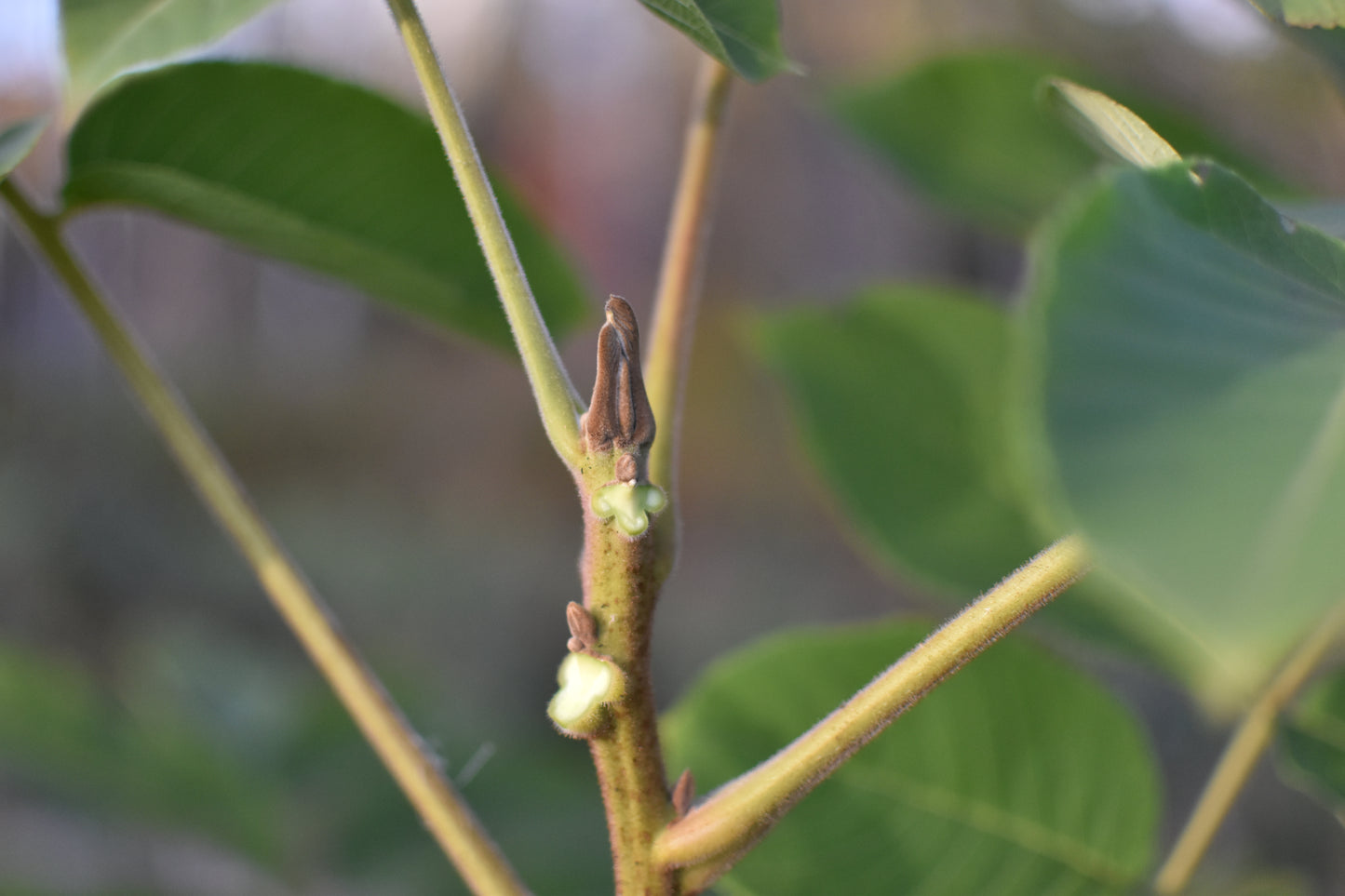 Heartnut (Juglans ailantifolia) -Zone 5