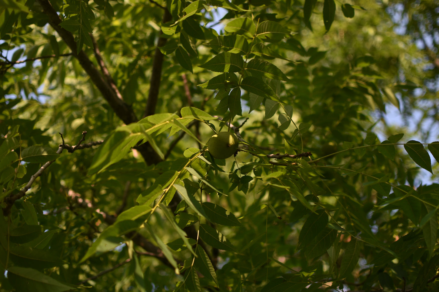 Noyer Noir (Juglans nigra) - Zone 3b