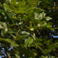 Shagbark Hickory (Carya ovata) - Zone 4