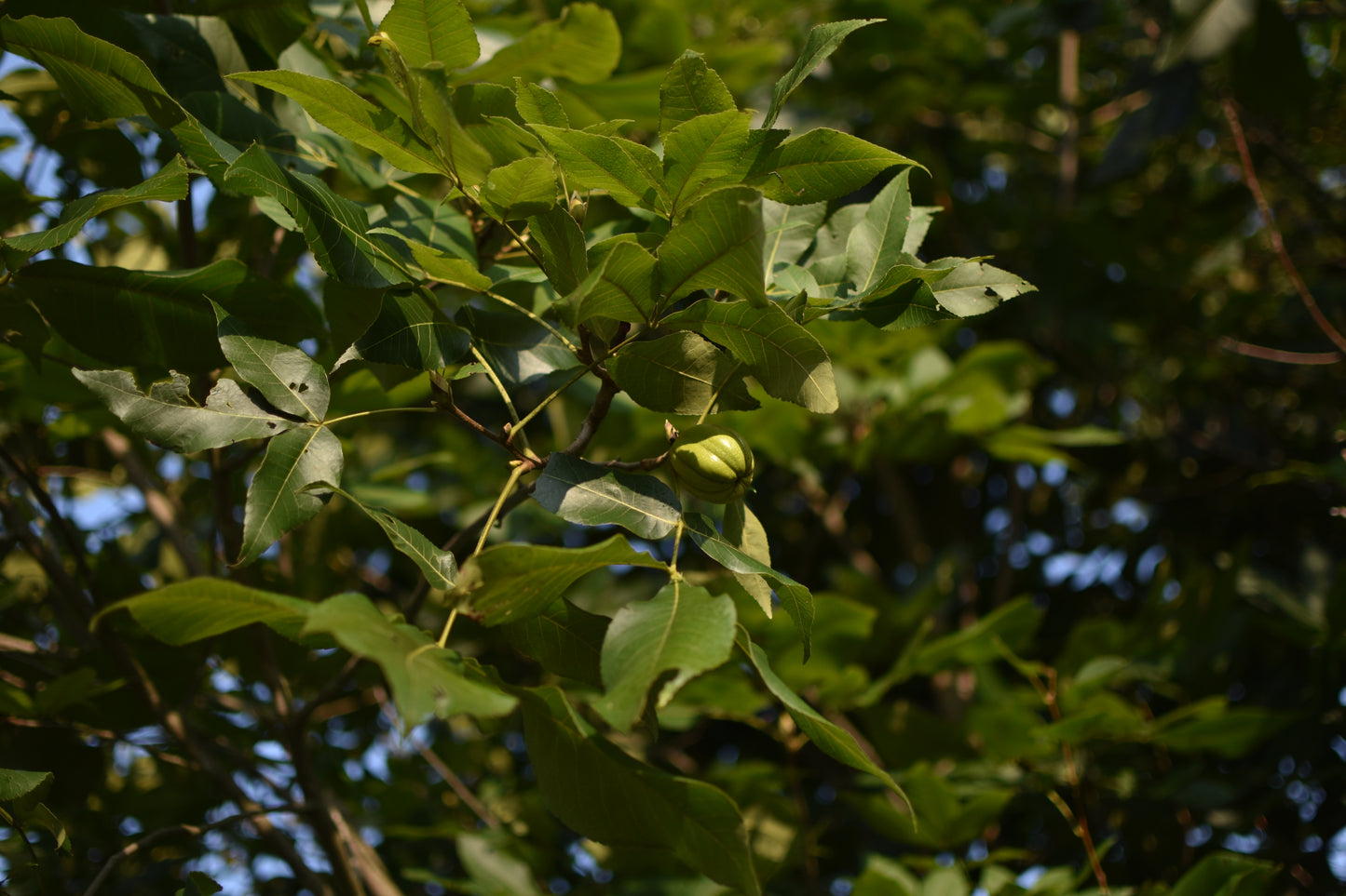 Shagbark Hickory (Carya ovata) - Zone 4