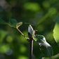 Shagbark Hickory (Carya ovata) - Zone 4