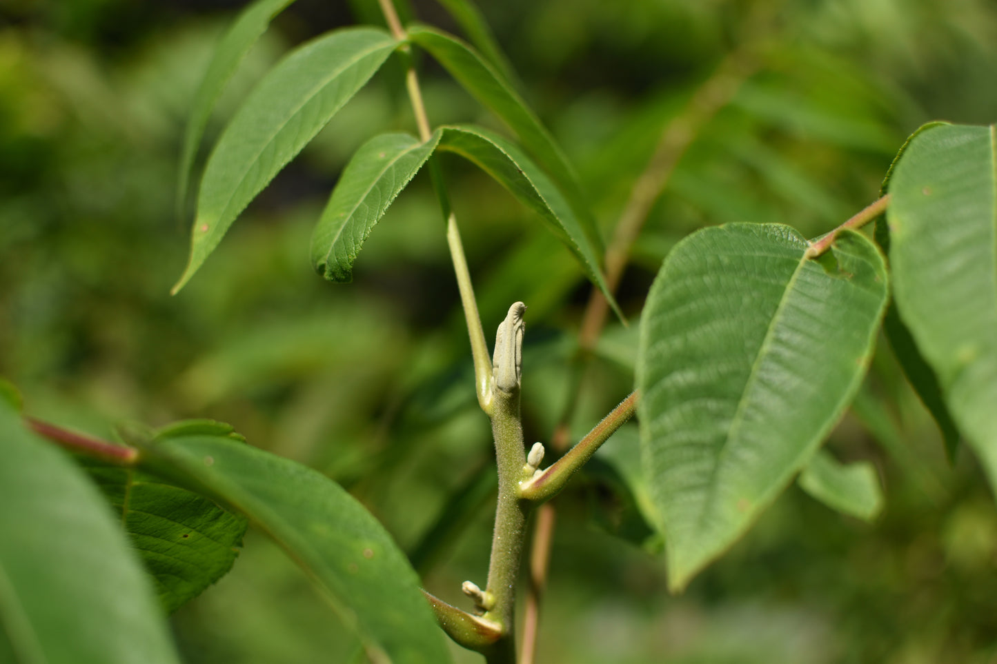 Butternut (Juglans cinerea) - Zone 3b