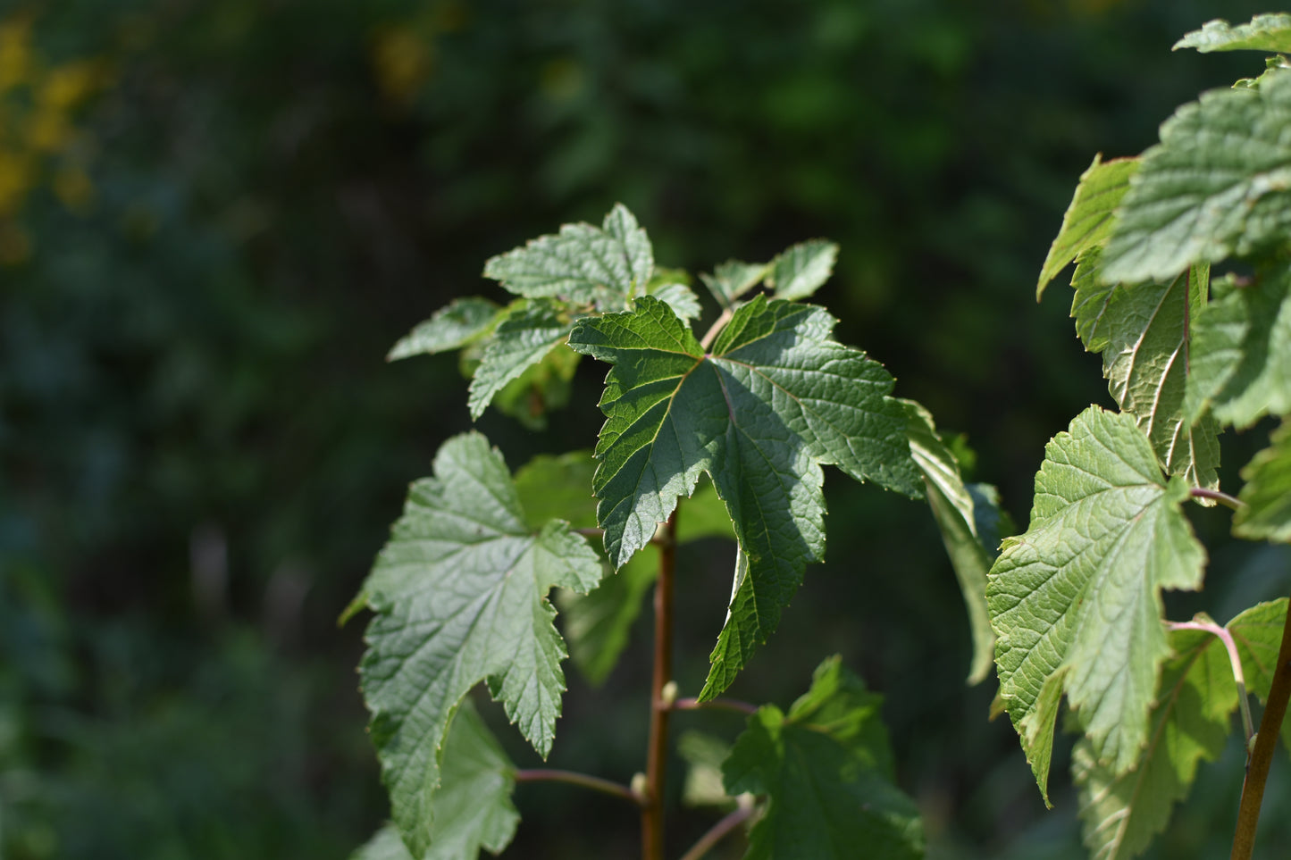 Blackcurrant Titania - Zone 3