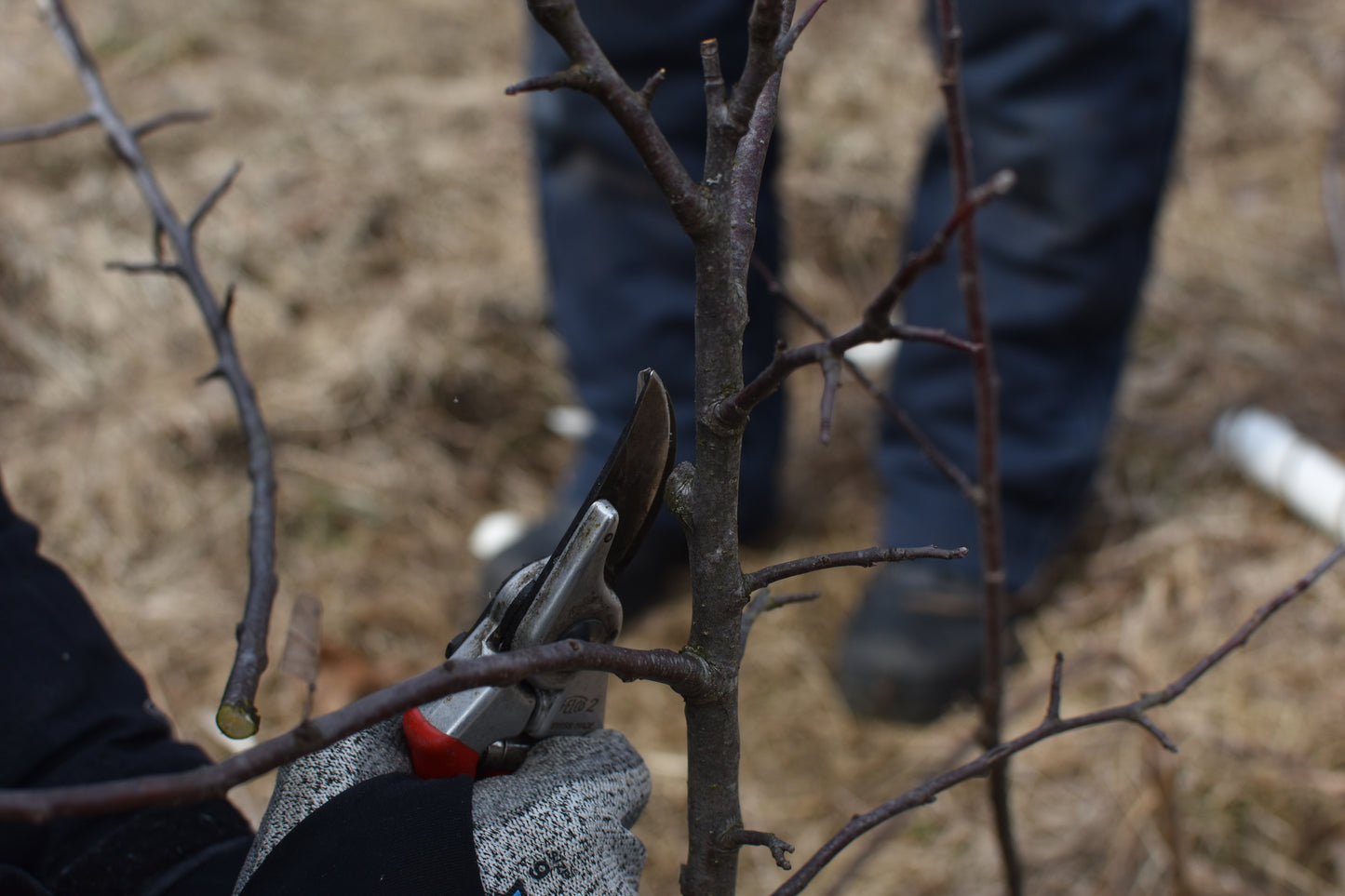 Pruning workshop for fruit trees and shrubs