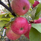 Pommier 'Douce de Charlevoix' - Zone 4
