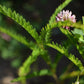 Févier d'Amérique (Gleditsia triancanthos) - Zone 4