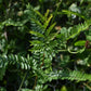 Févier d'Amérique (Gleditsia triancanthos) - Zone 4