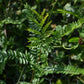 Honey Locust (Gleditsia triancanthos) - Zone 4