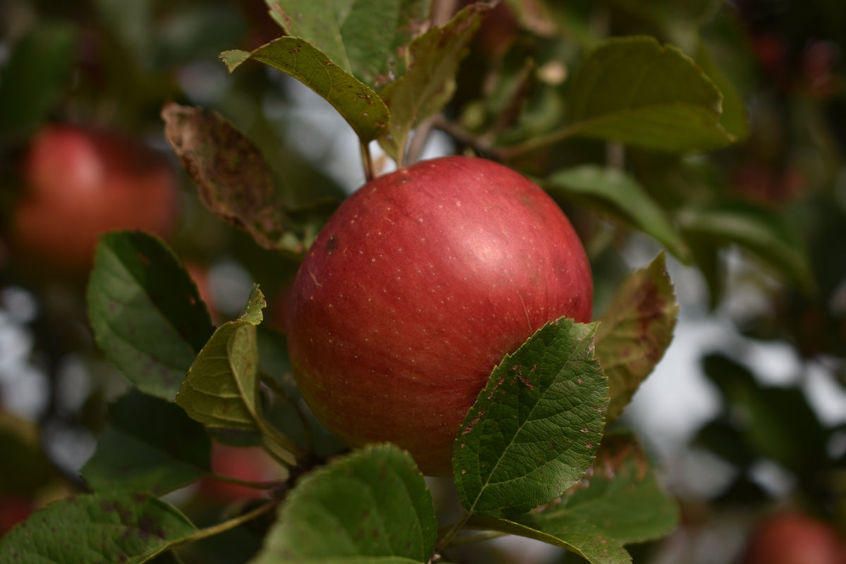 Pommier 'Freedom' - Zone 3a, mi-saison