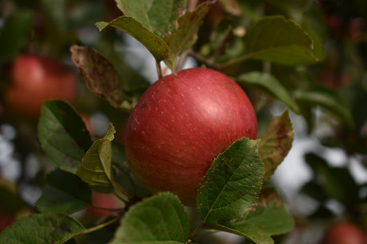 Pommier 'Freedom' - Zone 3a, mi-saison