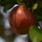 Pommier 'Freedom' - Zone 3a, mi-saison